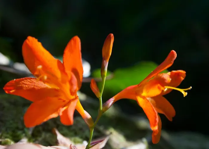 Sol-muxia דירה *