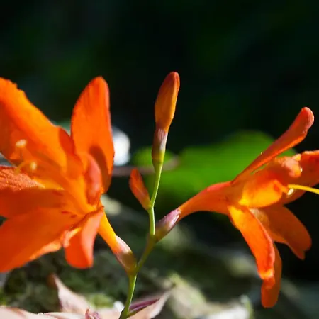 Sol-muxia Appartement *